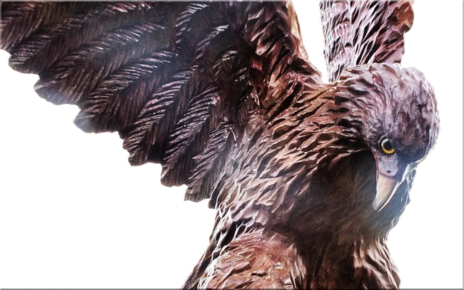  eagle steinadler  motors�genkunst kettens�ge schnitzen jochen adam holzwerker