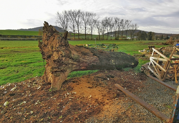 bank eckbank eiche schnitzen motors�ge kettens�gen holz garten jochen adam holzwerker