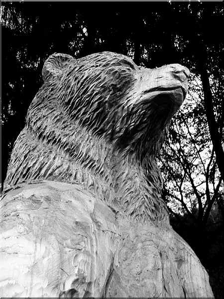 bearhead b�renkopf grizzly b�r holzwerker jochen adam schnitzen mit der motors�ge