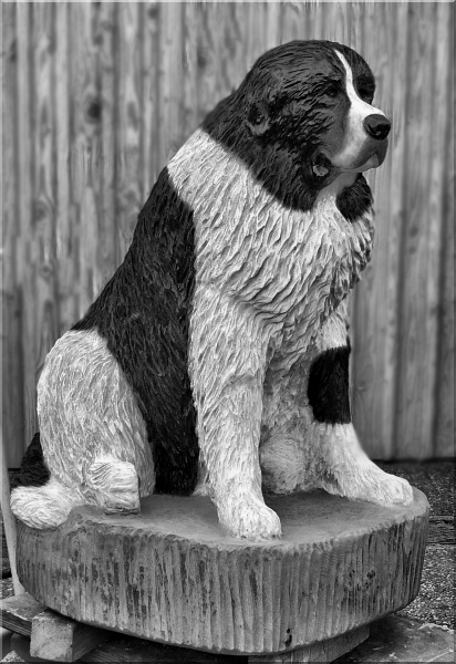 neufundl�nder newfound dog