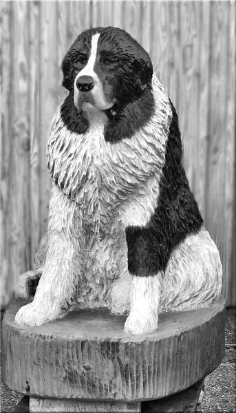 neufundl�nder newfound dog