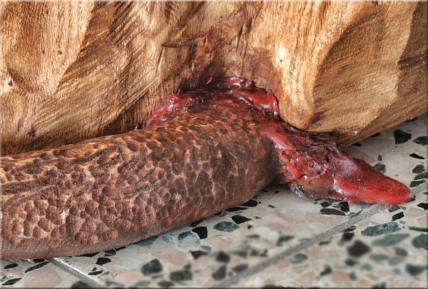 kreuz holzkreuz cross holzwerker chainsaw kettens�ge